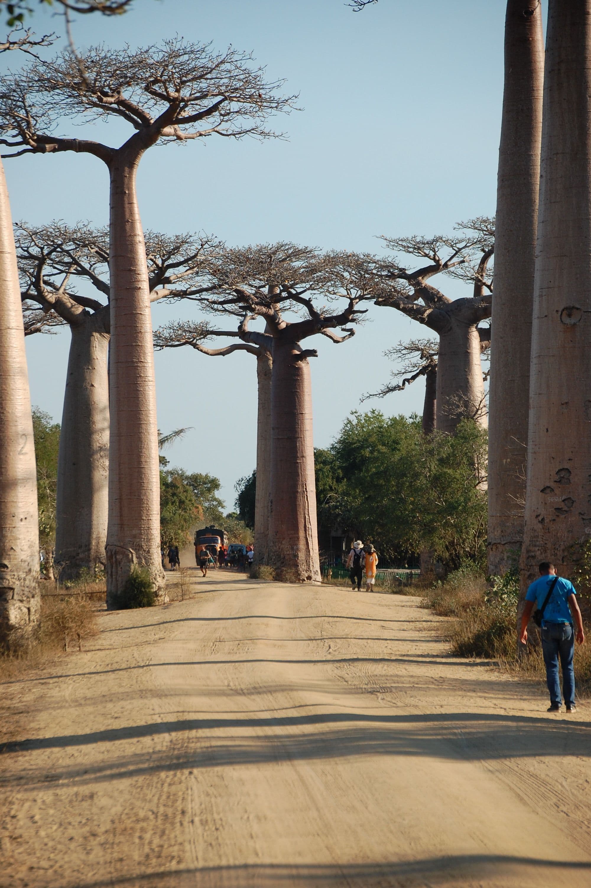 Ancient baobab trees lining the dirt road of Madagascar's Avenue of the Baobabs