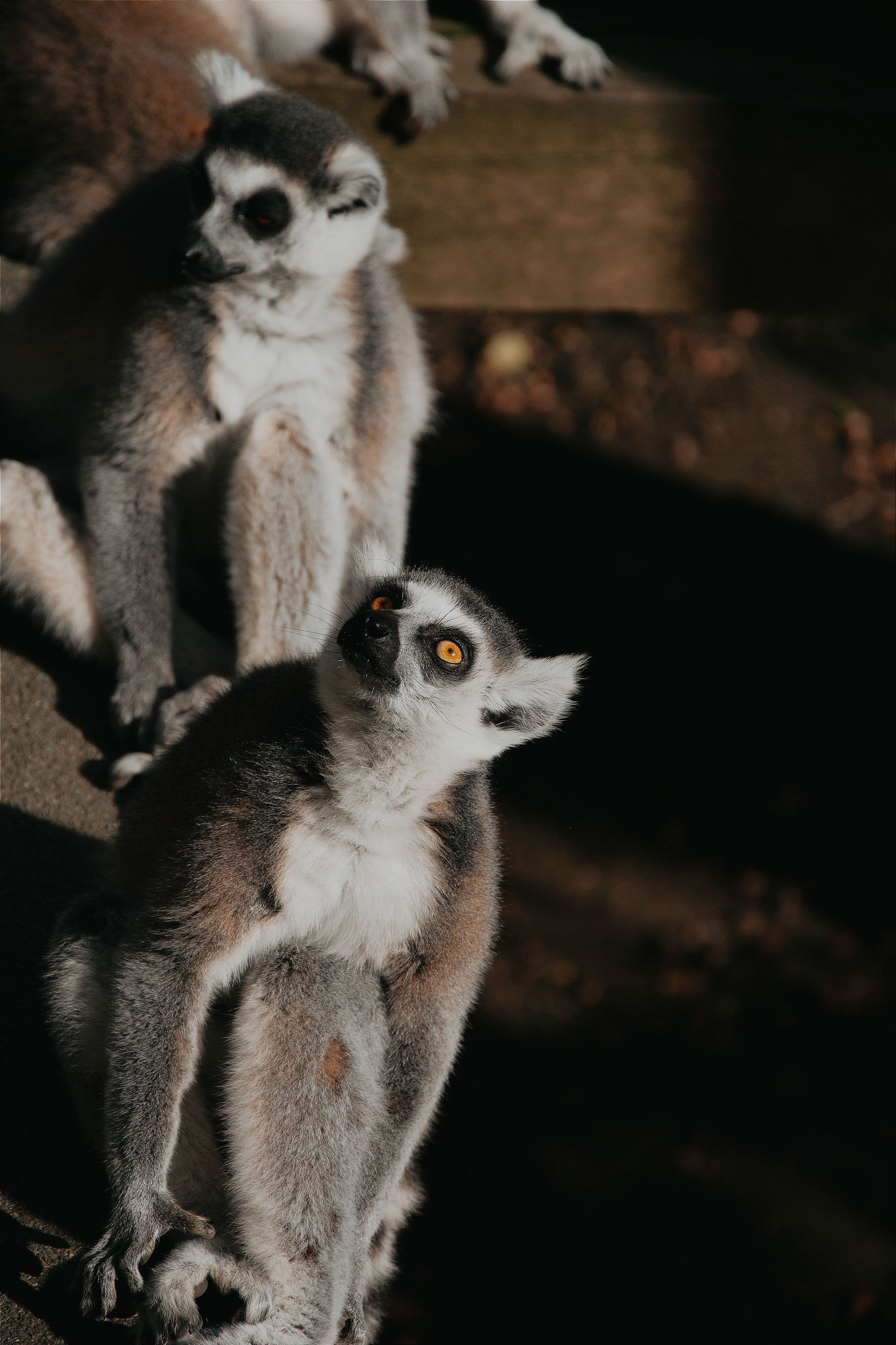 Two ring-tailed lemurs perched together beneath the forest canopy