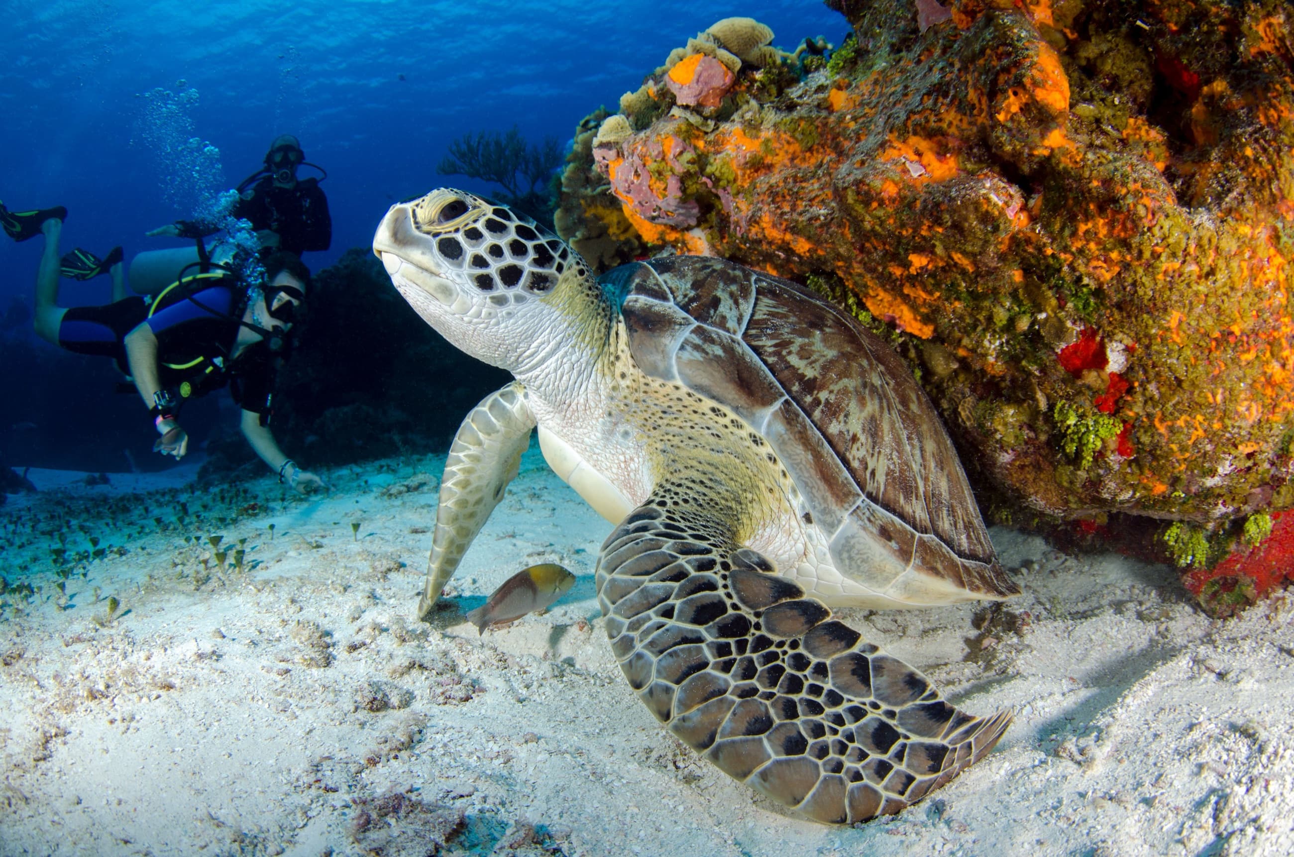 A green sea turtle resting beside a coral reef as divers look on
