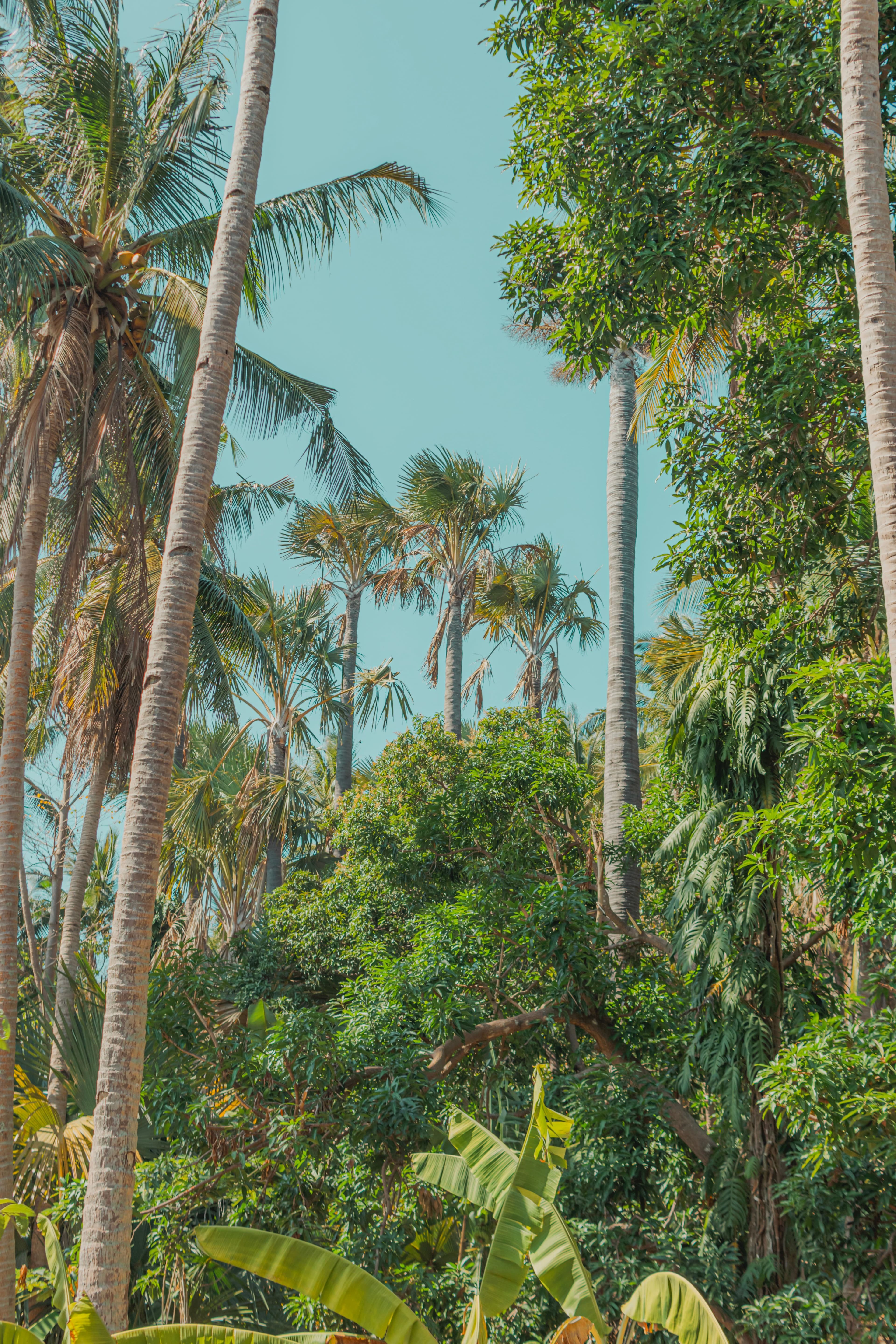 Towering Coco de Mer and palmiste palms rising through the Vallée de Mai forest