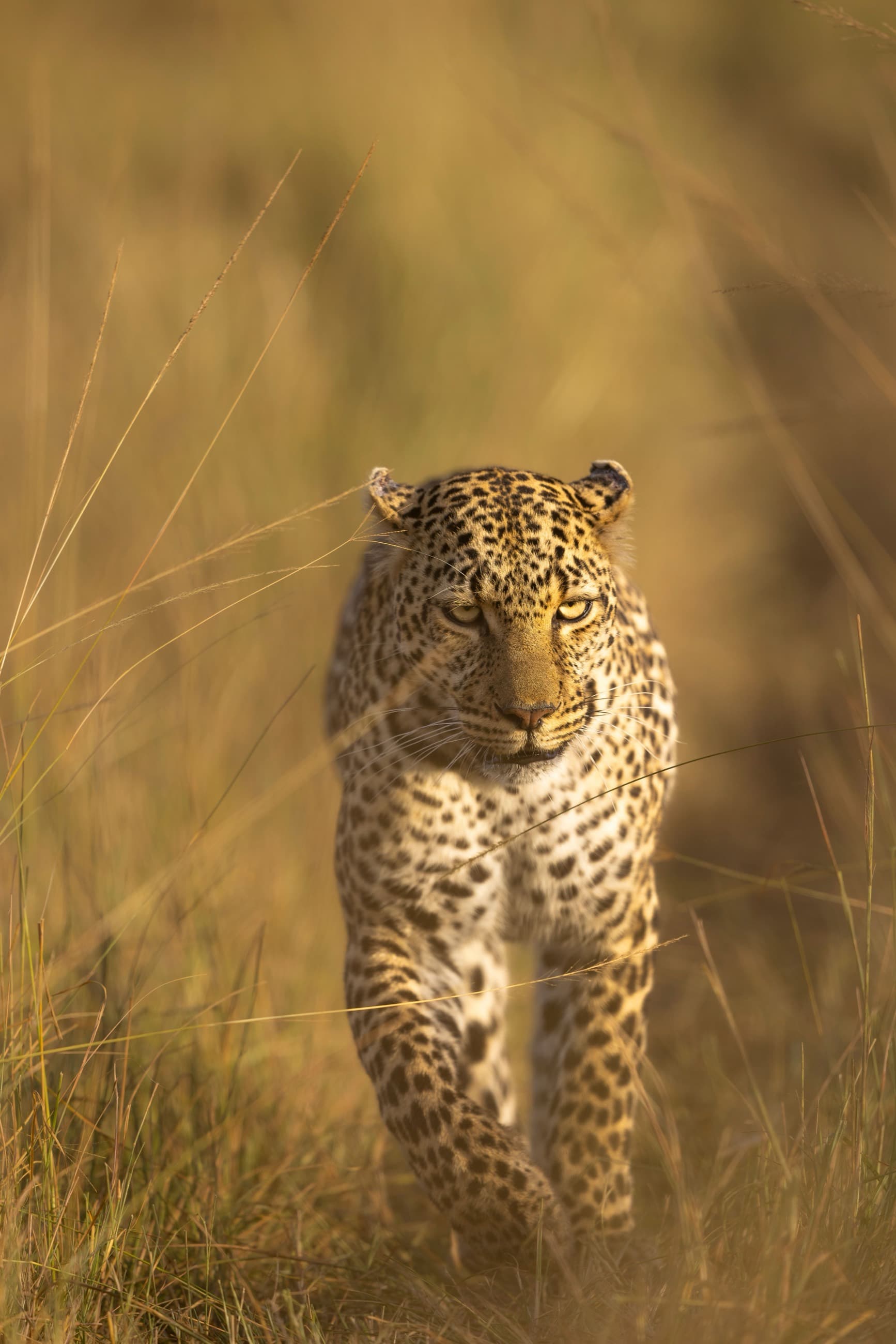 Leopard walking through golden grass in the Masai Mara