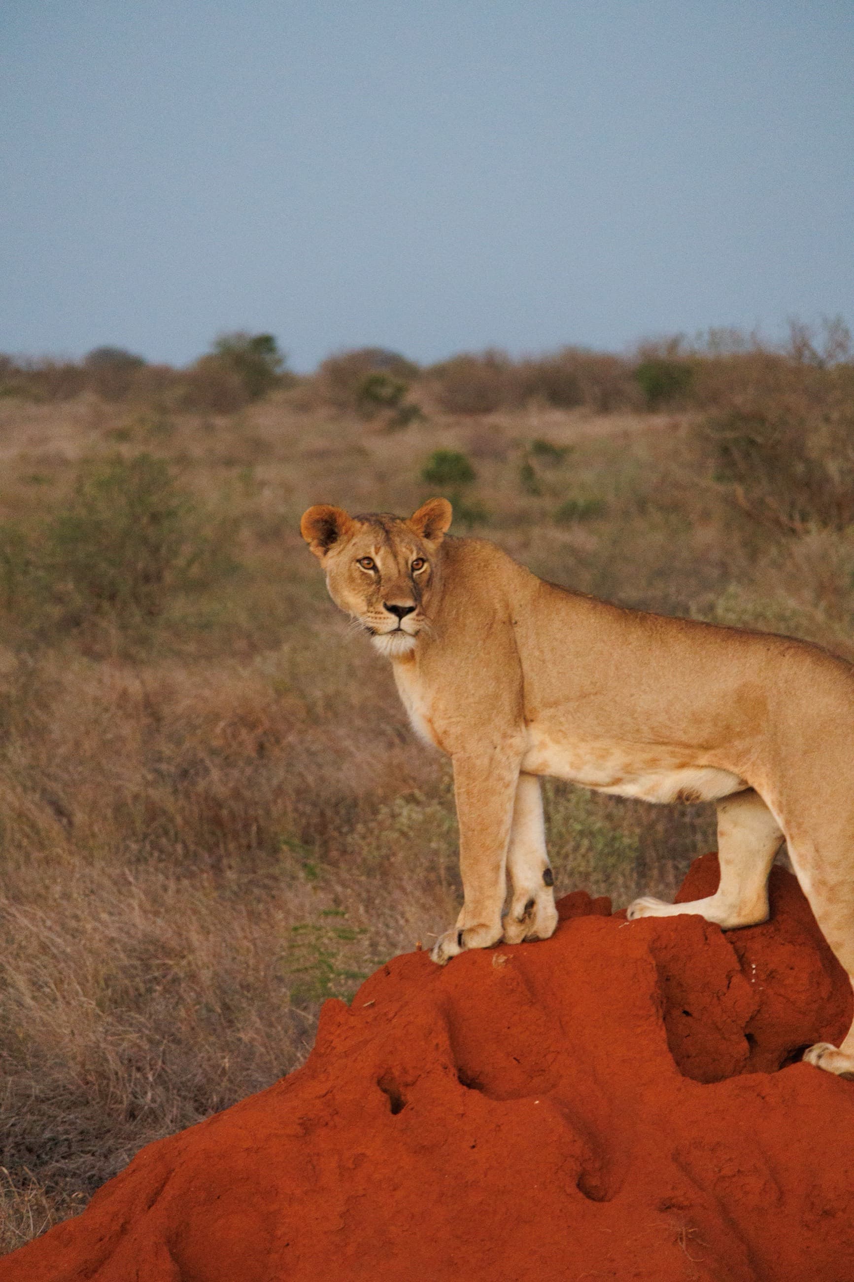 Lioness standing on Tsavo's distinctive red earth