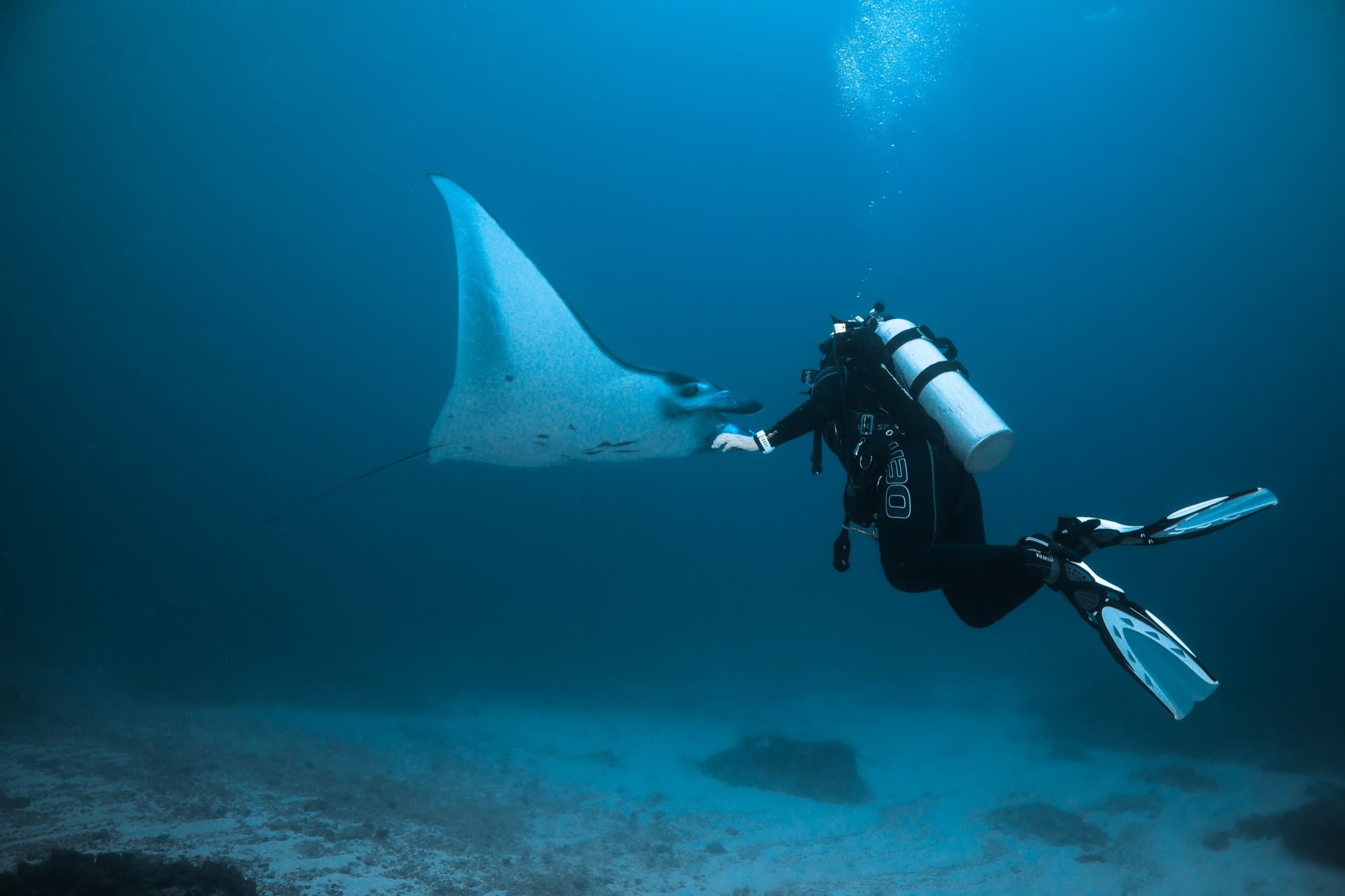 A manta ray gliding past a diver in the archipelago's clear water