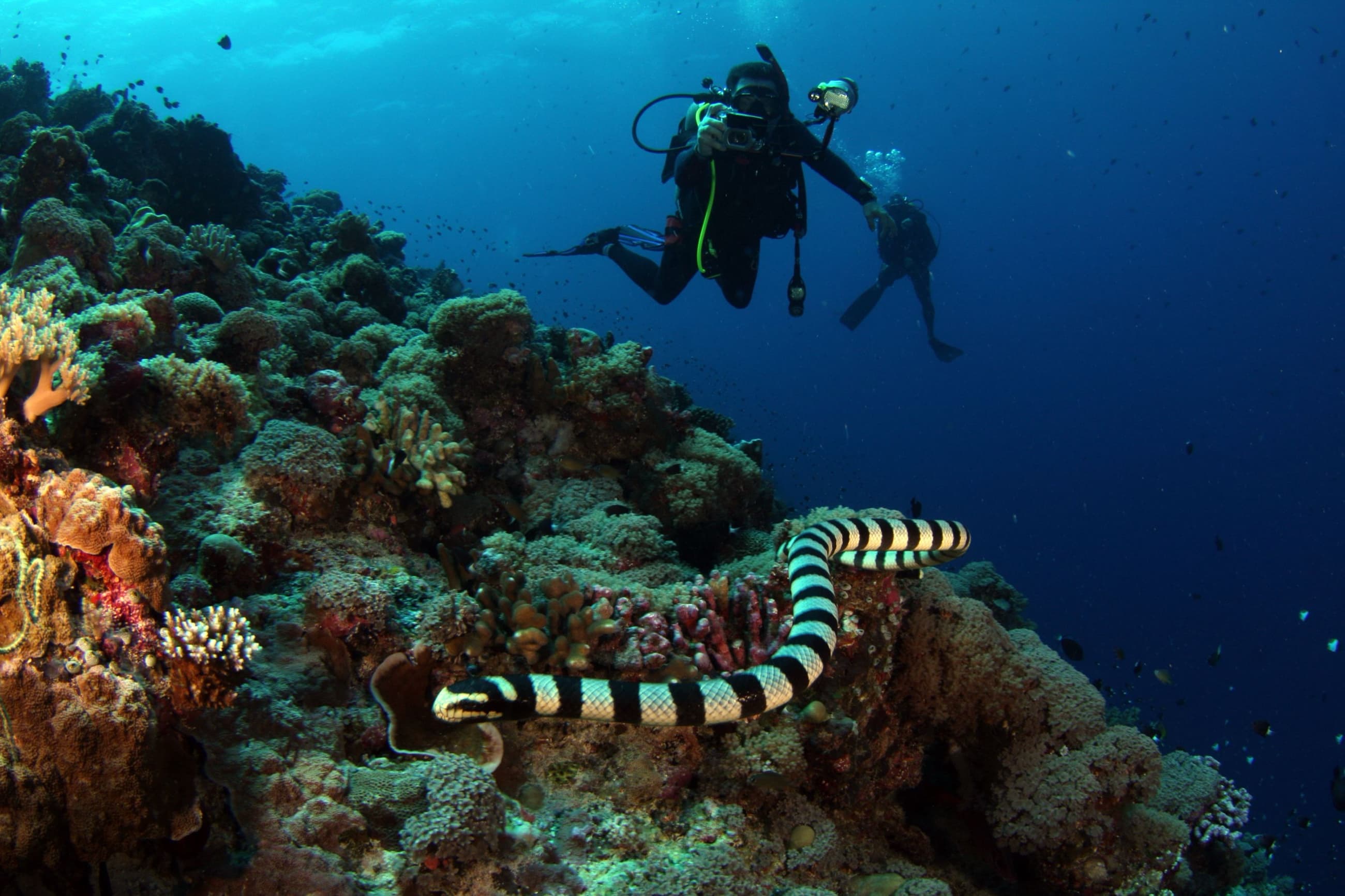Divers photographing a banded sea snake on a coral reef