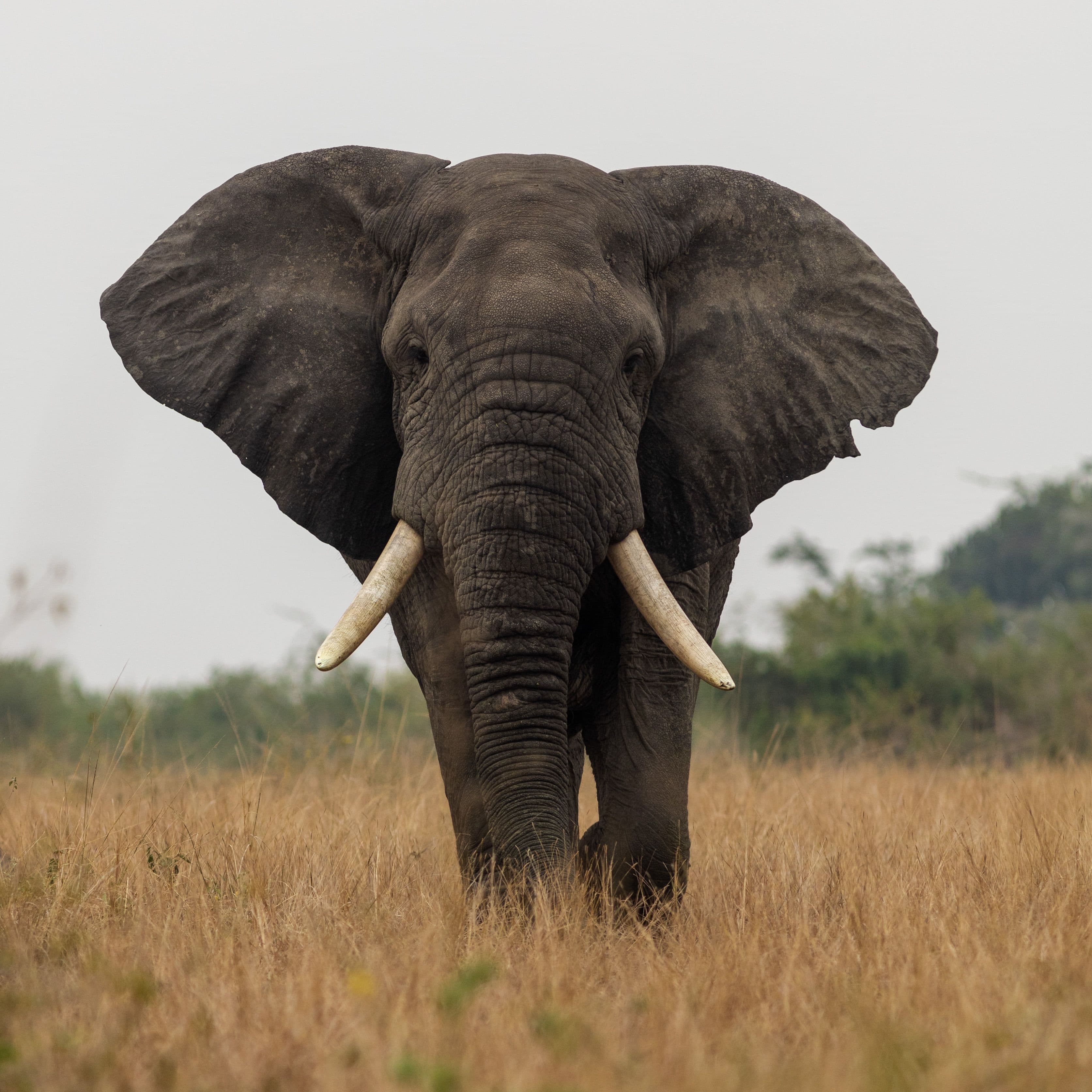 A large elephant with big tusks walking through golden savanna grass