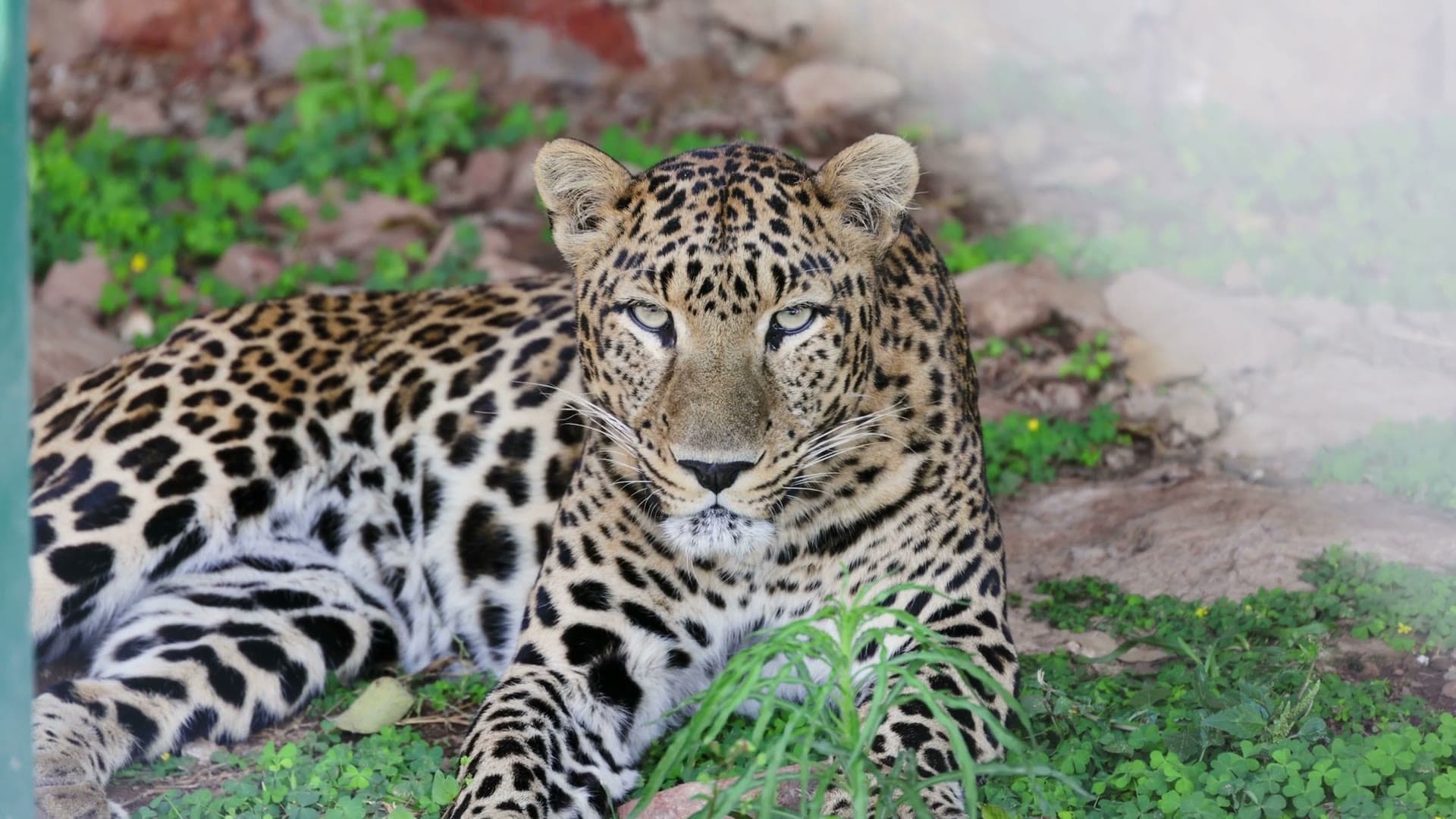 A leopard resting, caught in a close portrait