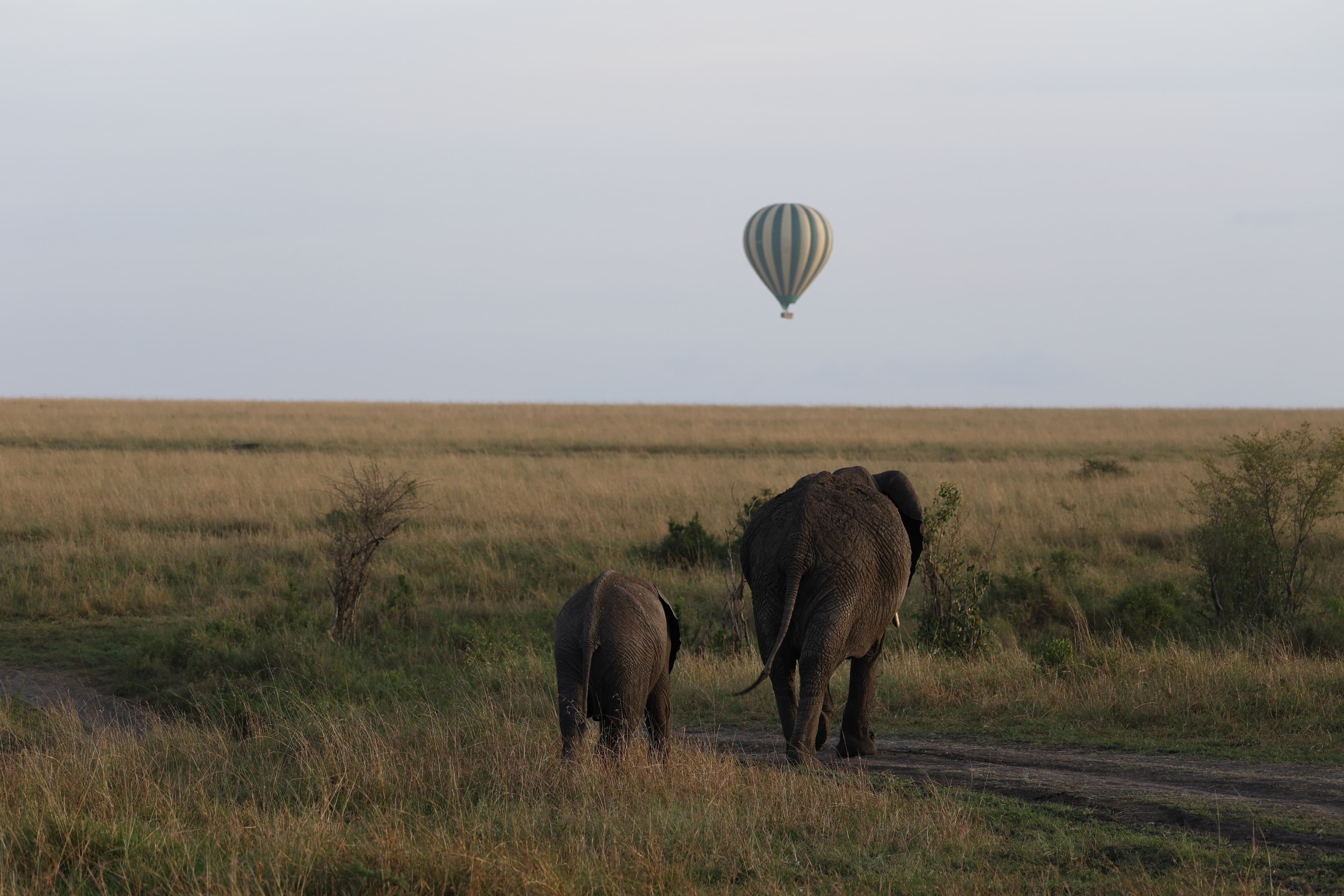 A hot air balloon on the horizon as elephants walk across the plains
