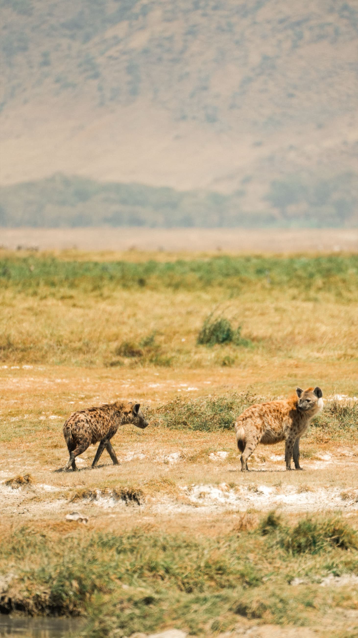 Spotted hyenas crossing the Ngorongoro Crater floor