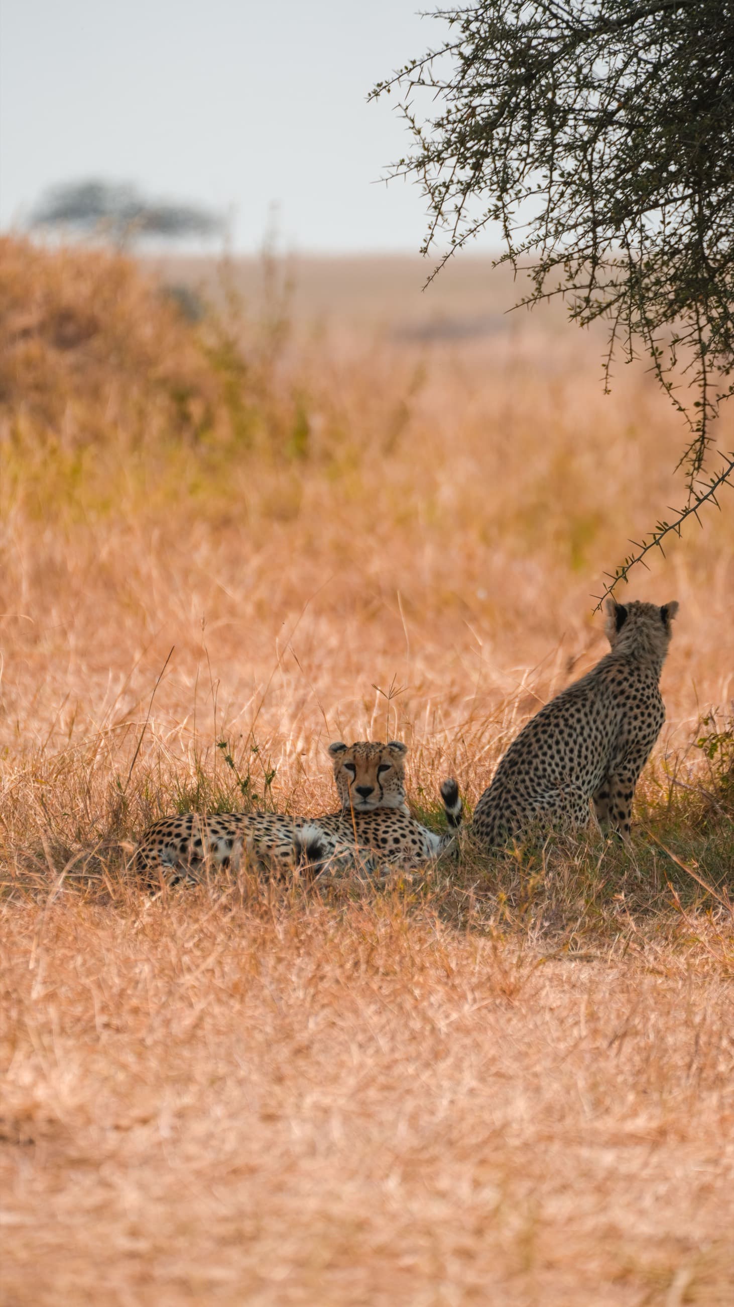 Cheetahs resting in the shade of an acacia tree