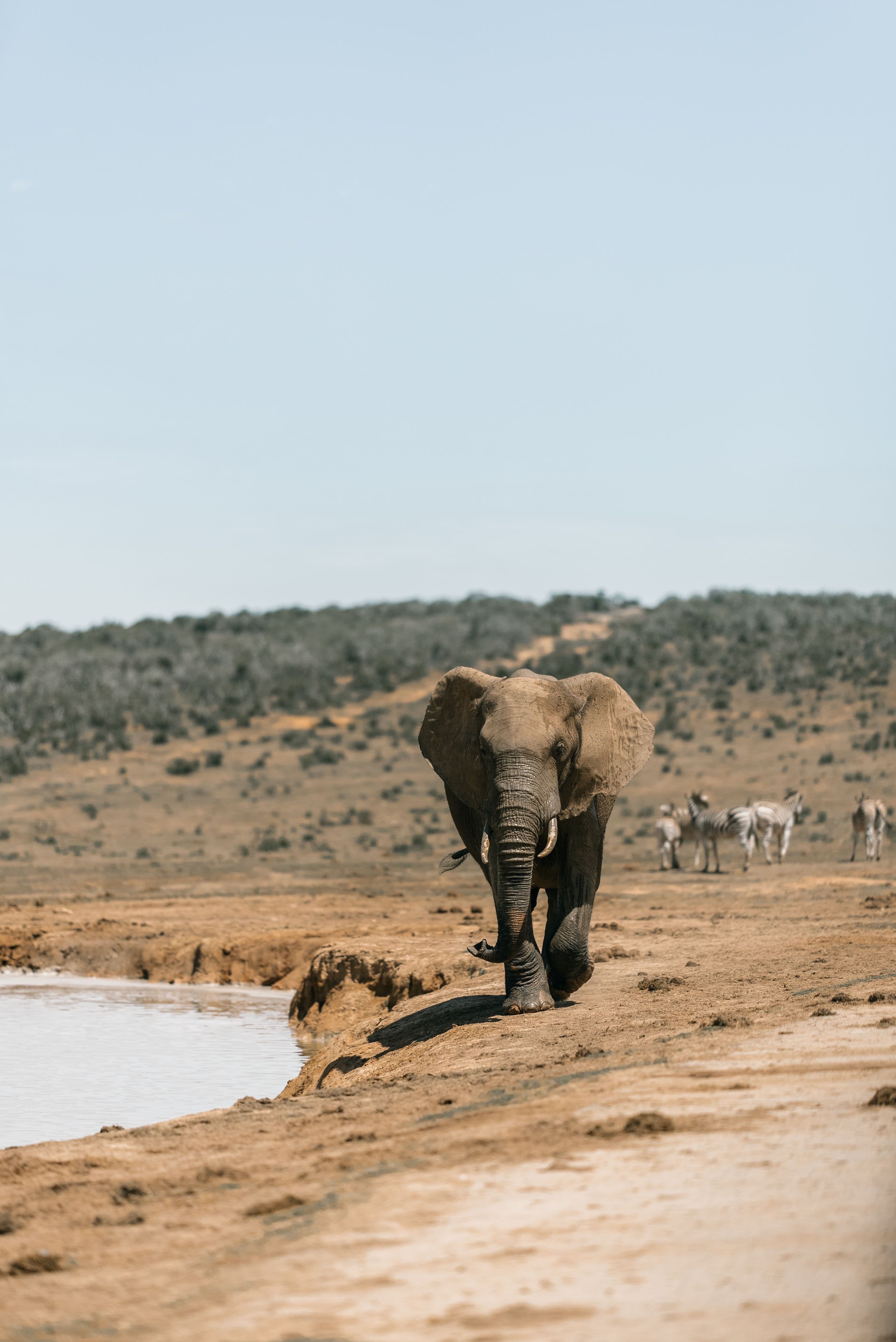 Elephants gathered at a waterhole in the African bush