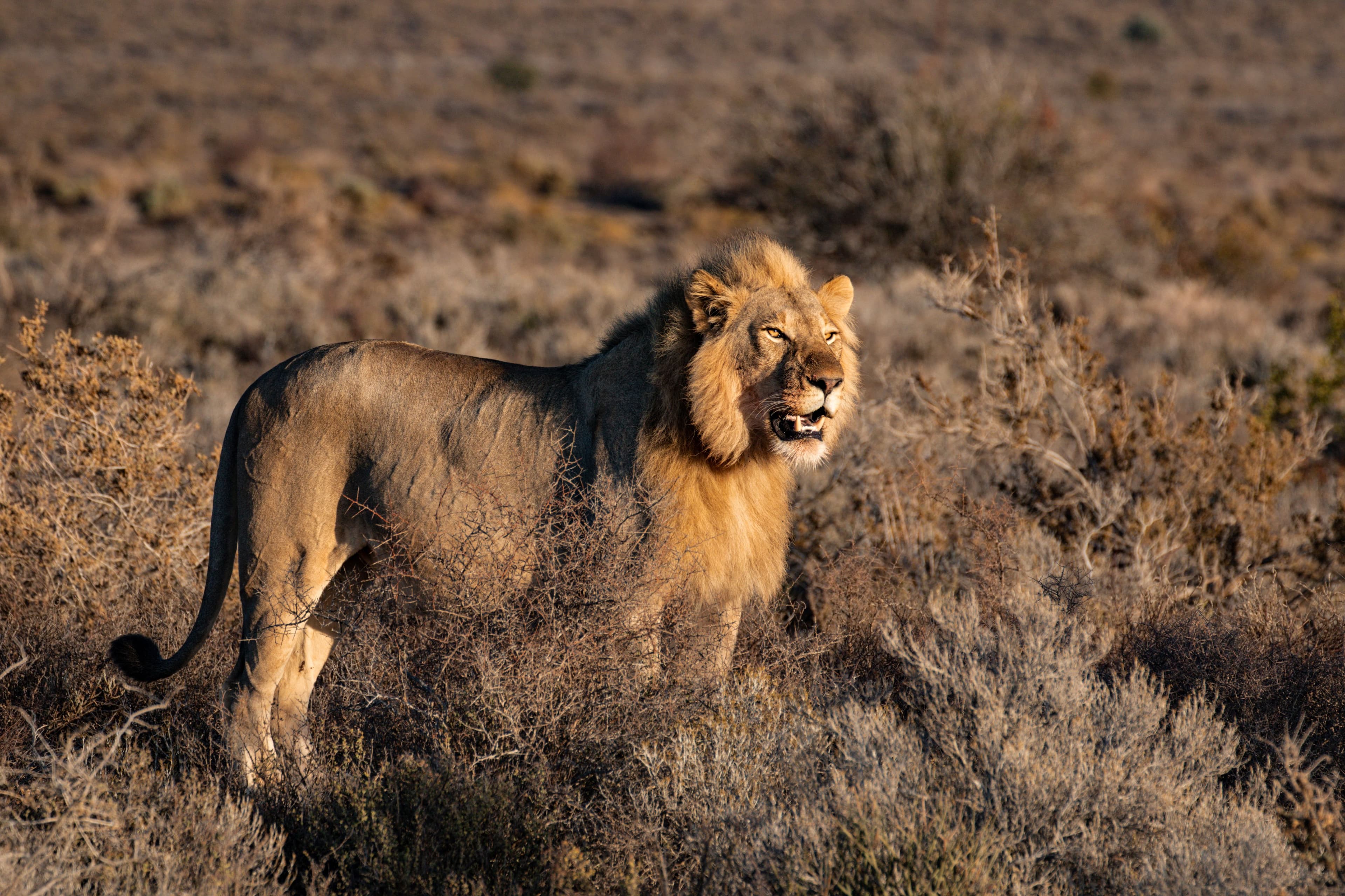 Lion walking through open grassland