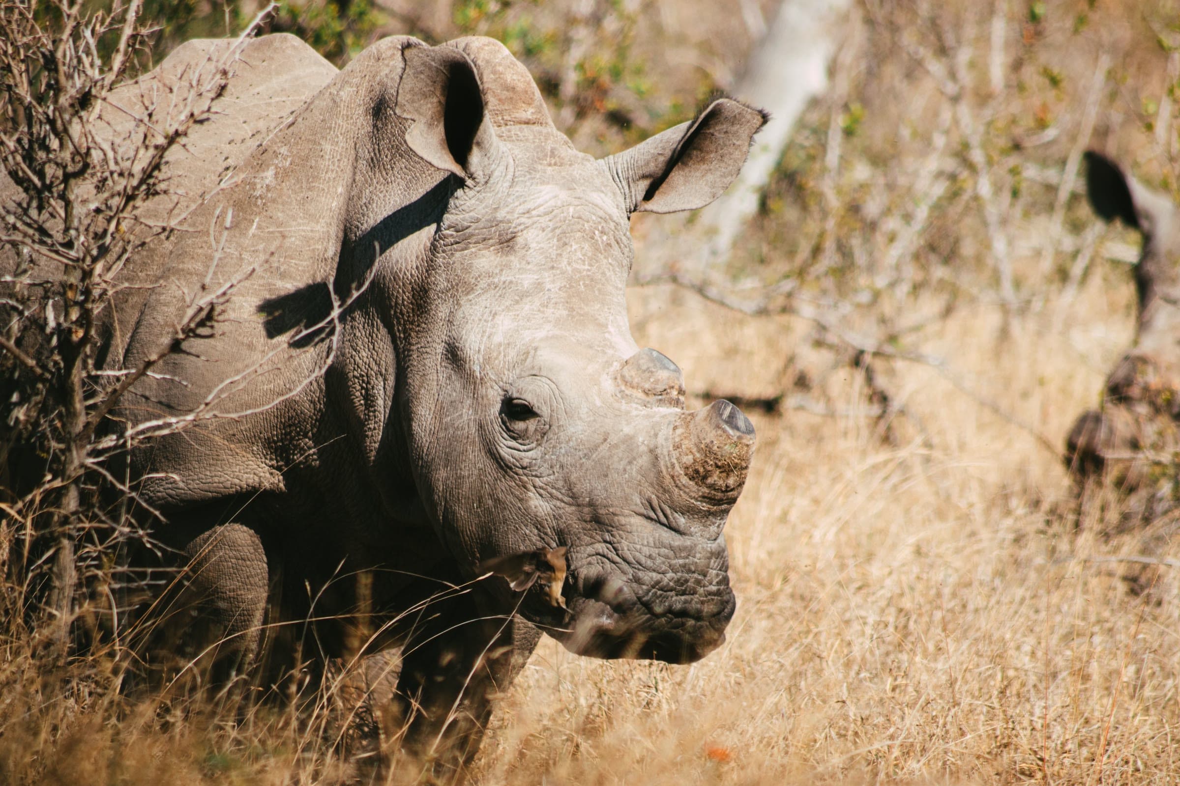 Rhino grazing in the bush