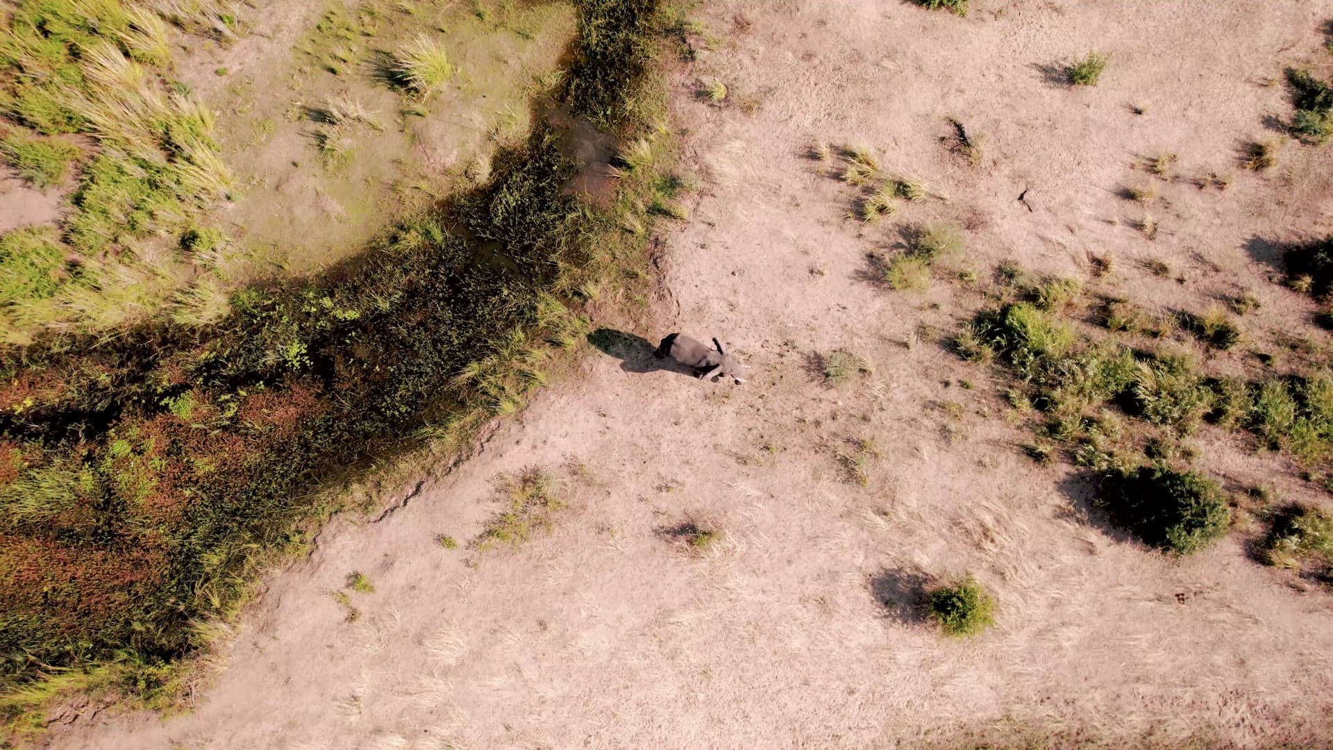 An aerial view of an elephant beside a winding green channel of the Lower Zambezi floodplain