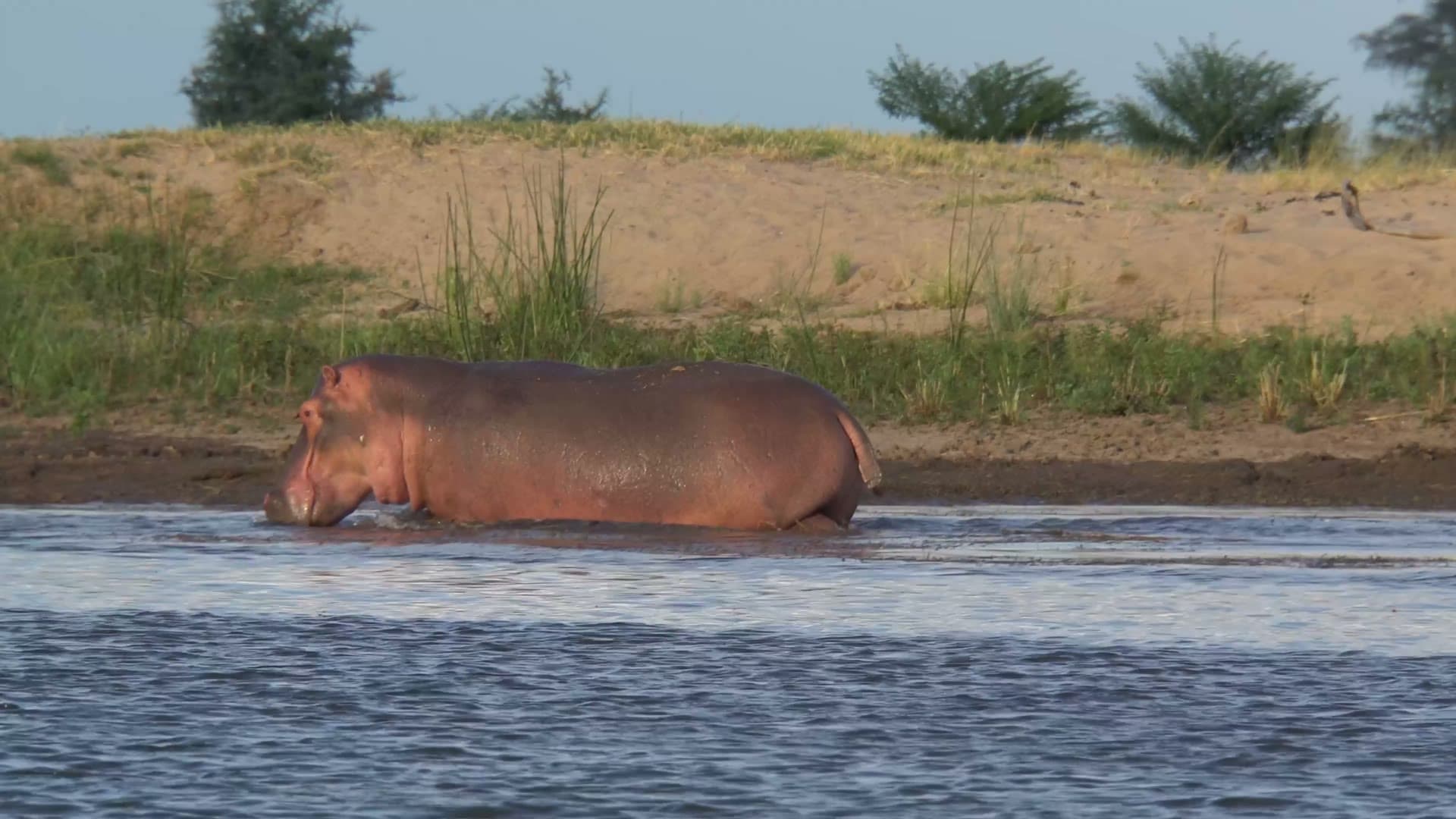 A hippo wading through the shallows of the Zambezi River at golden hour