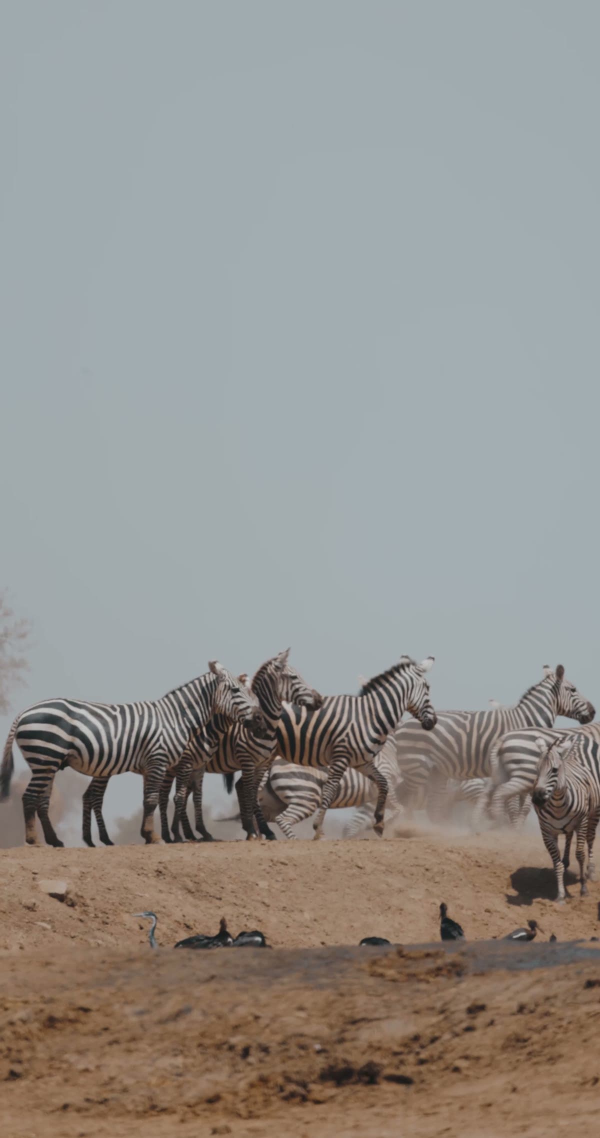 Zebras and marabou storks gathered at a dusty waterhole in the late-afternoon light