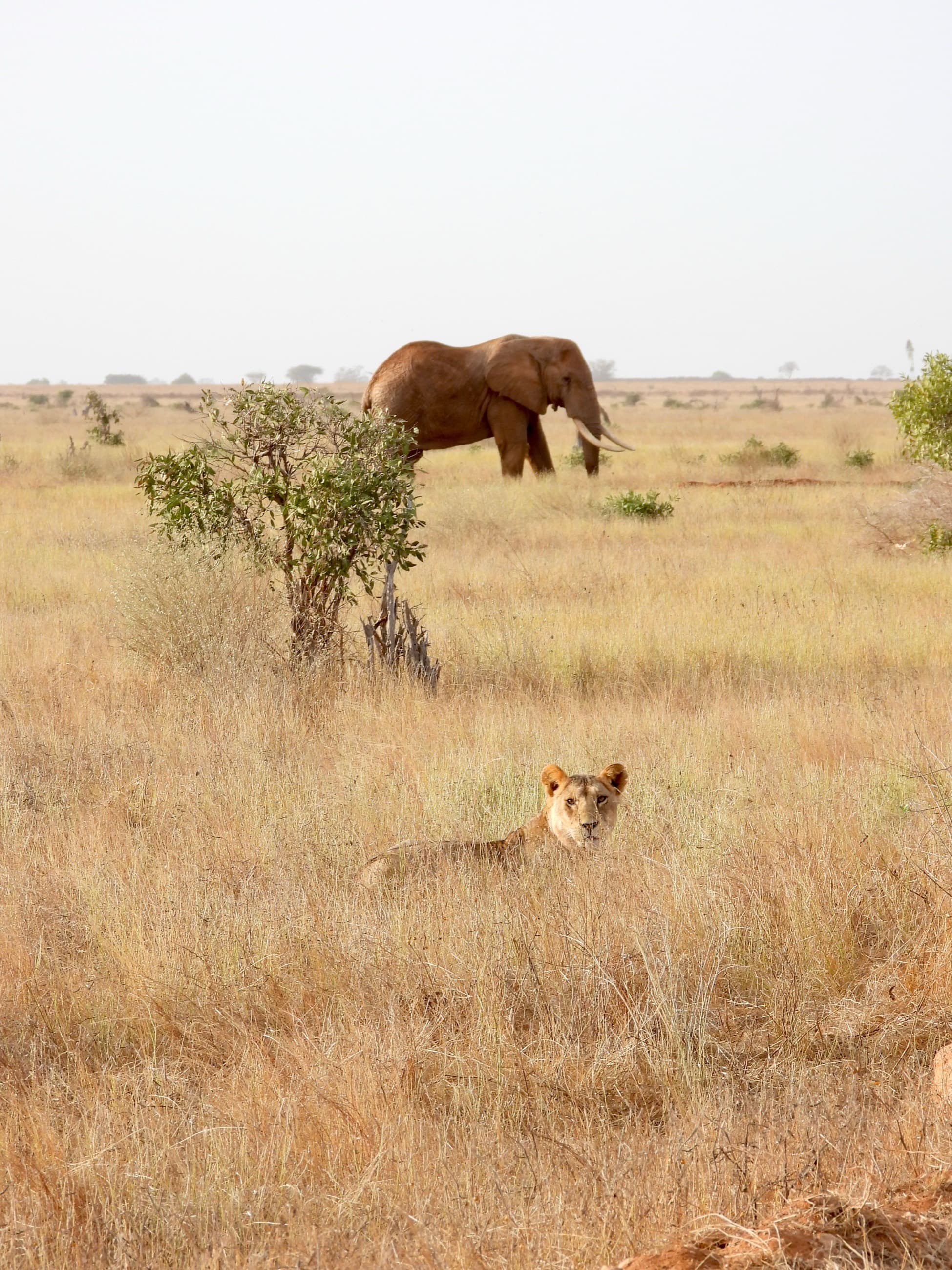 A lioness watching over the grass as an elephant grazes nearby
