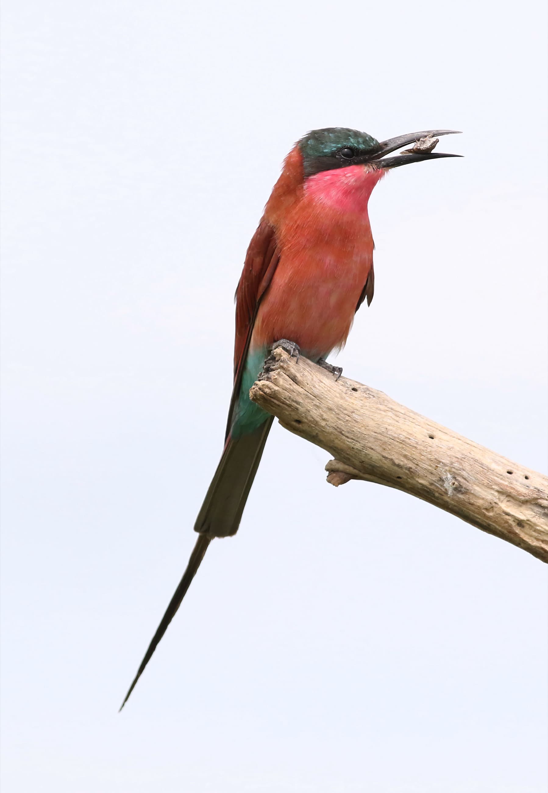 A southern carmine bee-eater perched on a branch