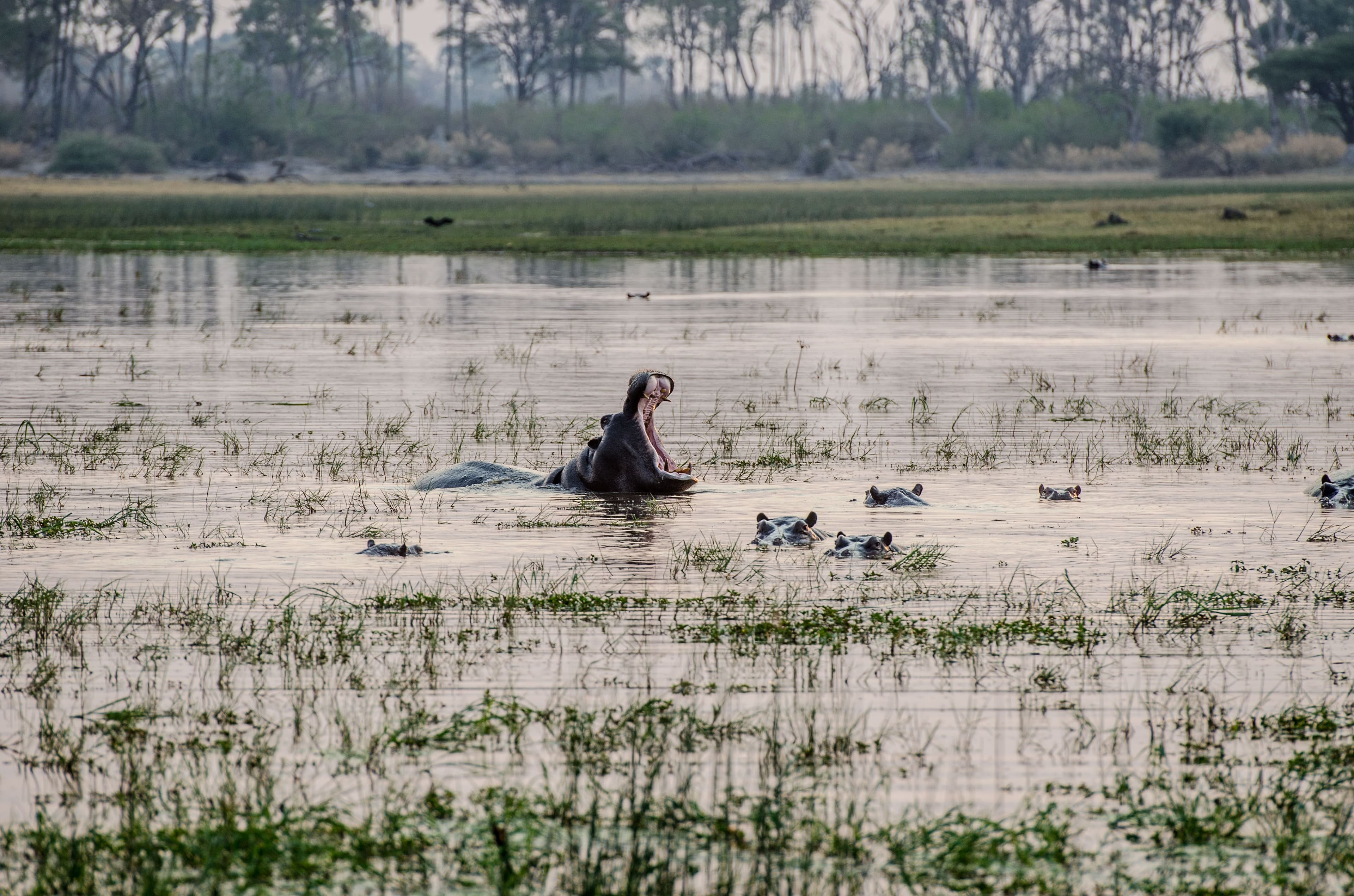 A hippo yawning amid a pod resting in the delta's flooded grasslands