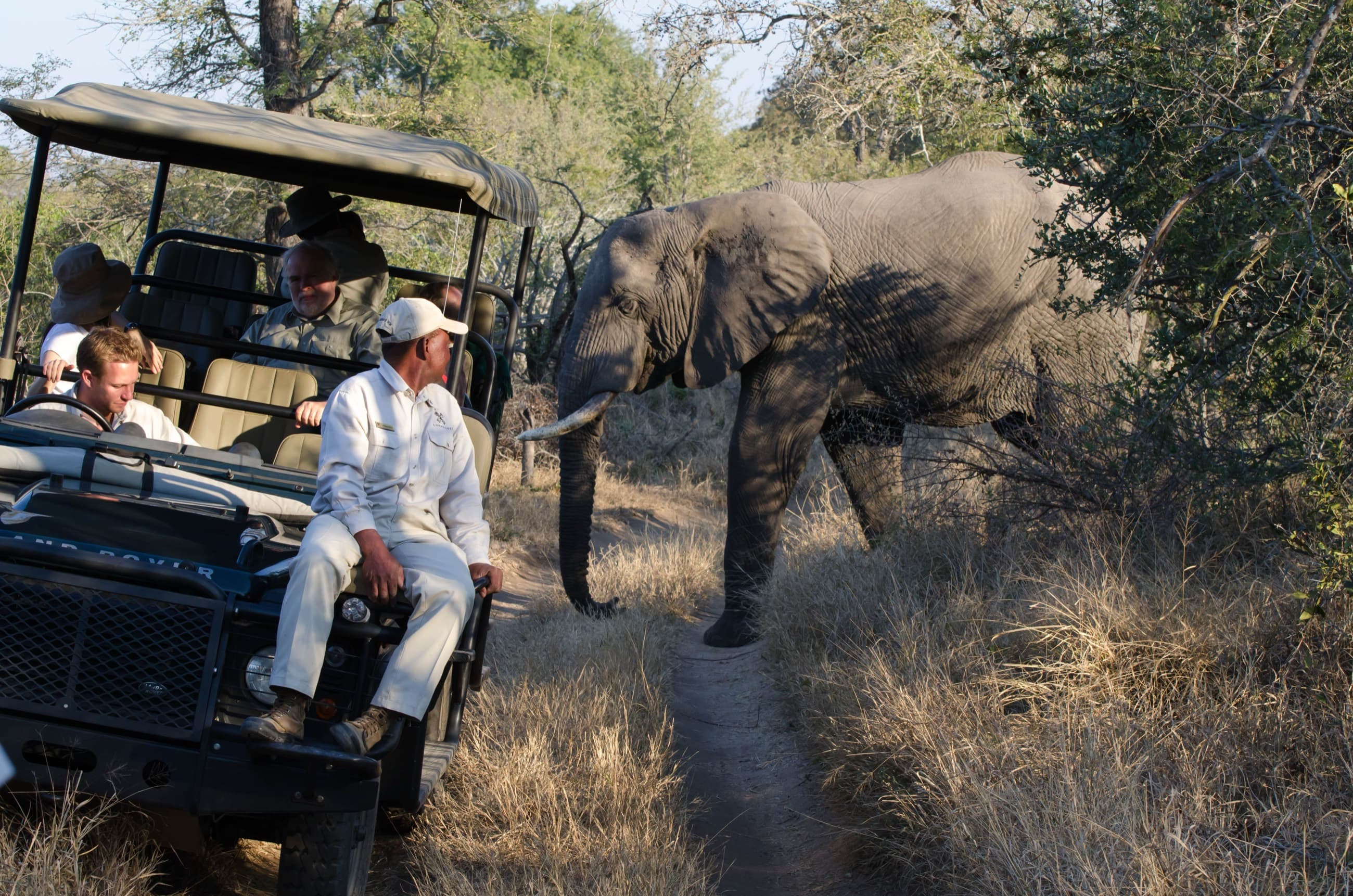 Guide and guests encountering an elephant at close range on a game drive