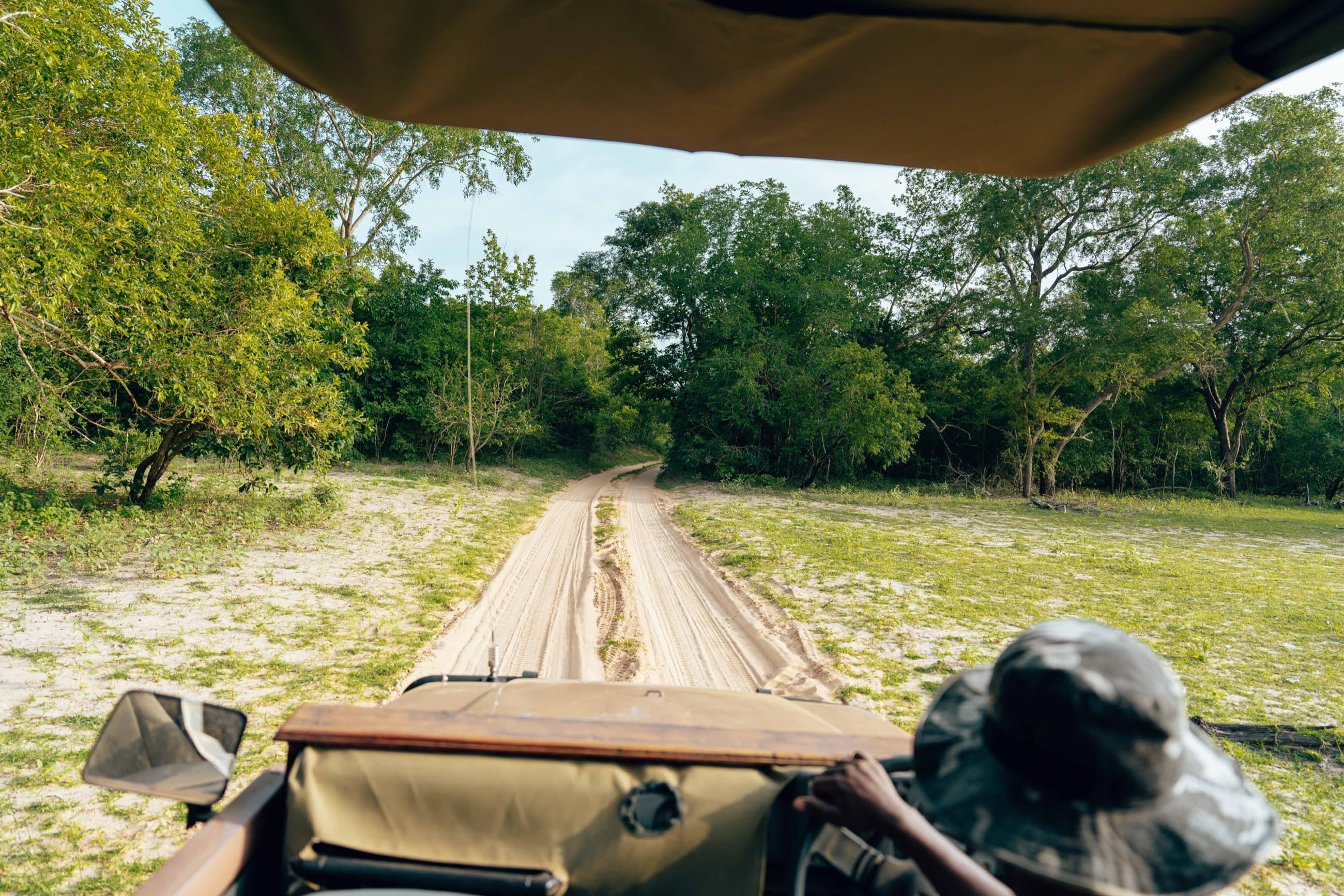 The view from a game drive vehicle following a sandy bush track
