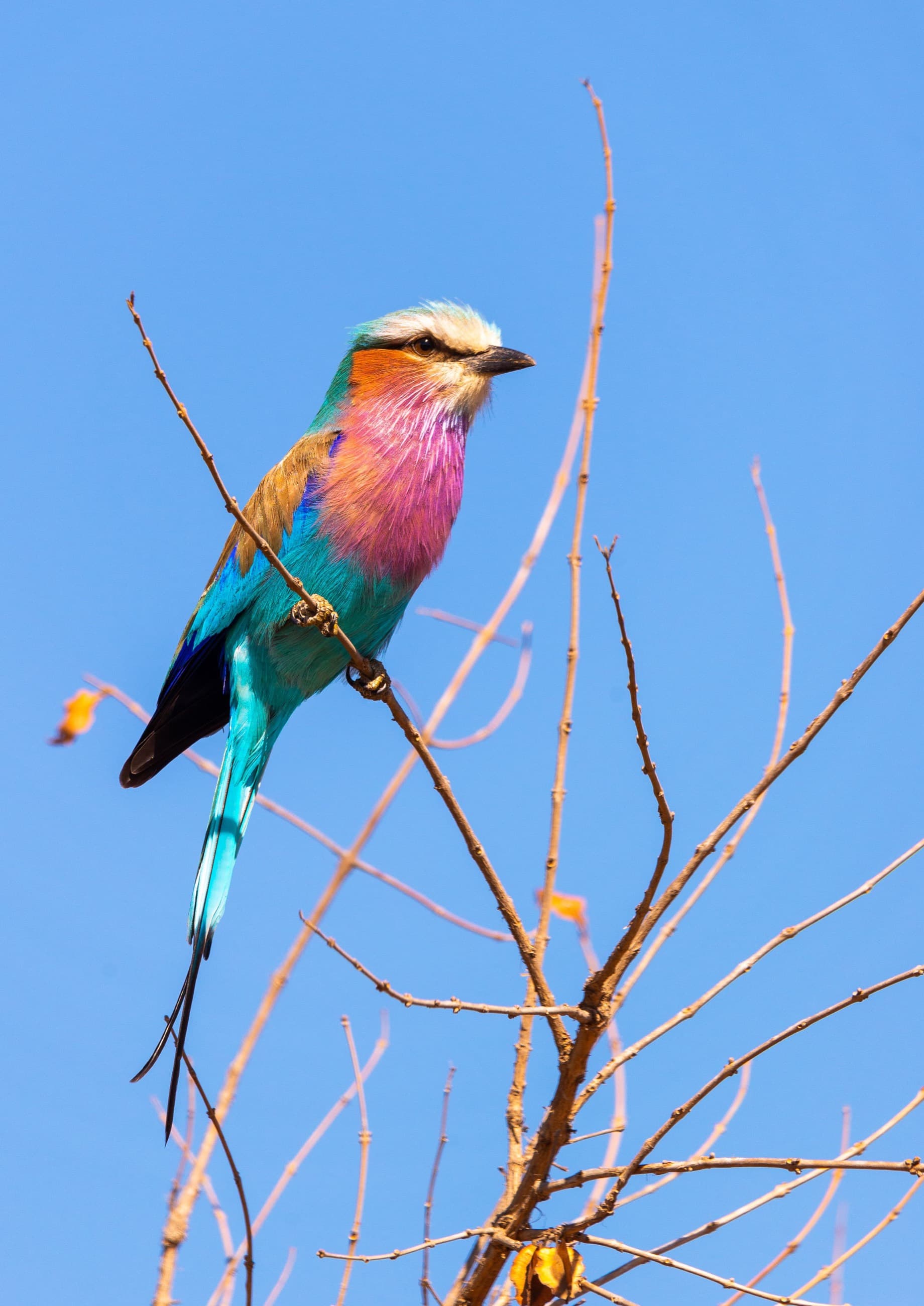 A lilac-breasted roller perched against a clear blue sky