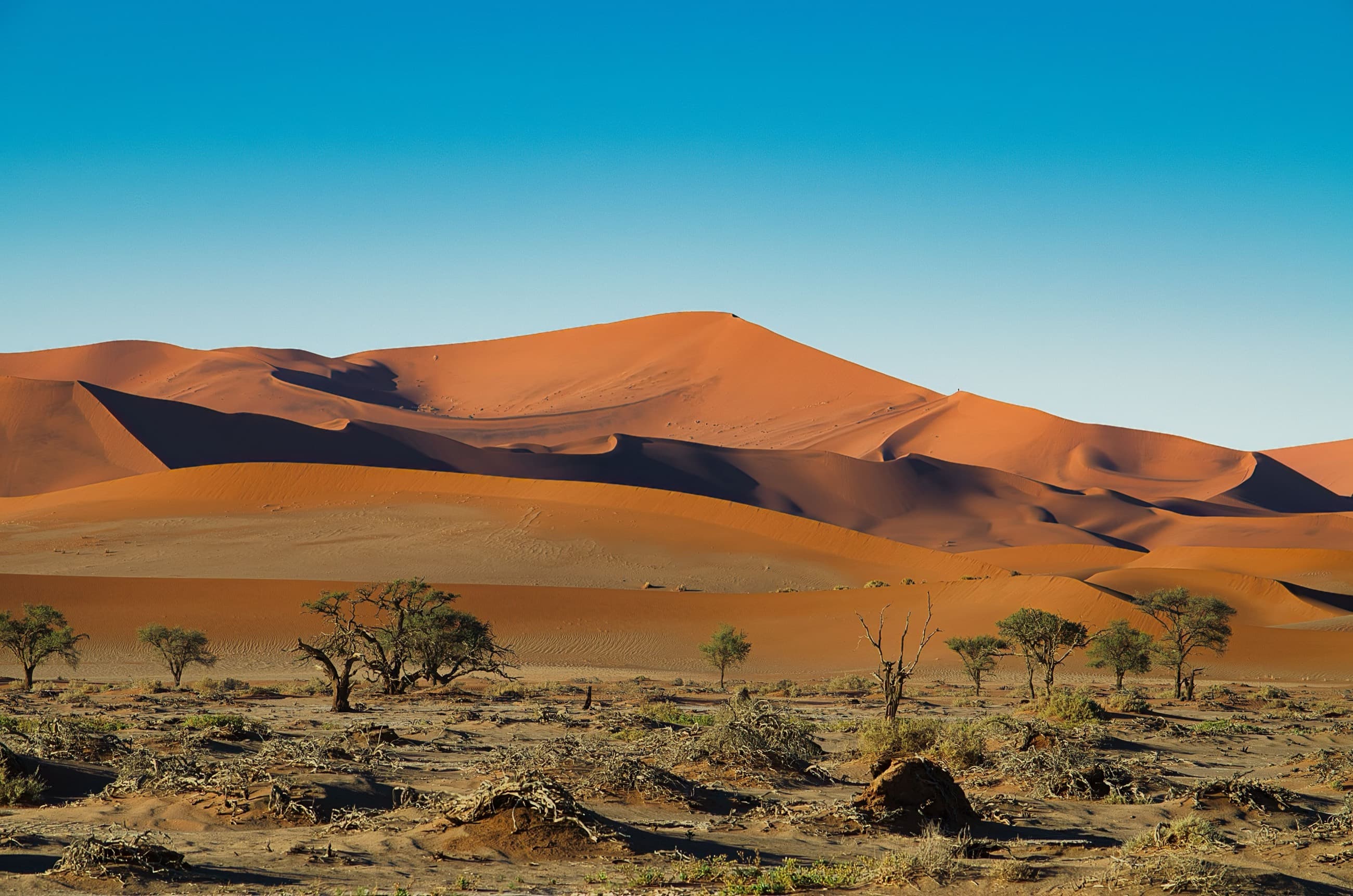 Ancient dead camel thorn trees on the white clay pan of Deadvlei